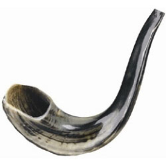 Rams Horn Shofar (Multiple Sizes Available)